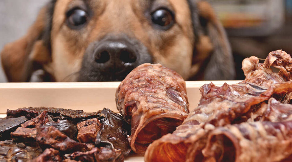 Perro con comida deshidratada