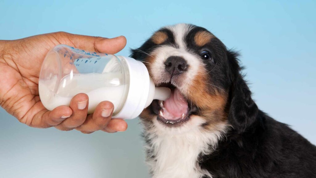 leche para perros