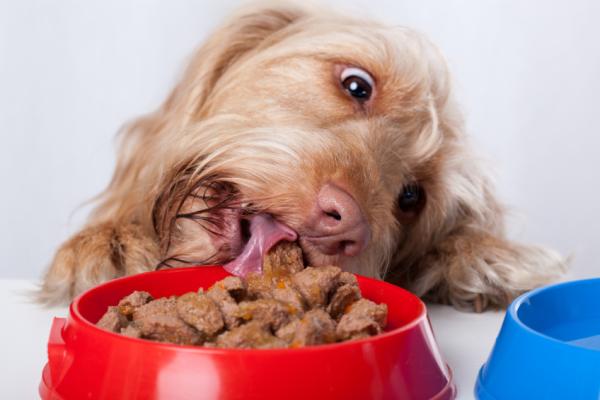perro comiendo